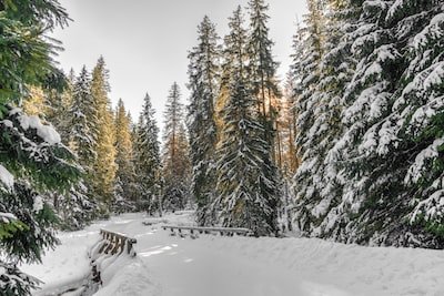 Image of bridge covered in snow